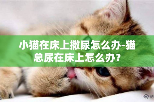 小貓在床上撒尿怎么辦-貓總尿在床上怎么辦？