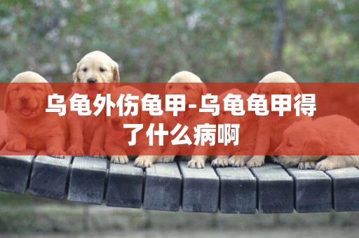 烏龜外傷龜甲-烏龜龜甲得了什么病啊