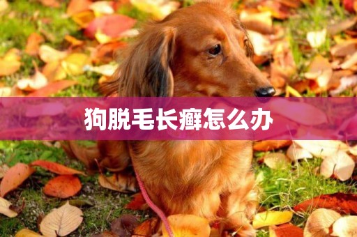 狗脫毛長癬怎么辦