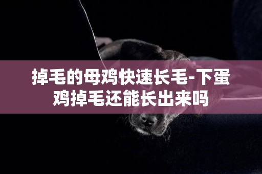 掉毛的母雞快速長毛-下蛋雞掉毛還能長出來嗎