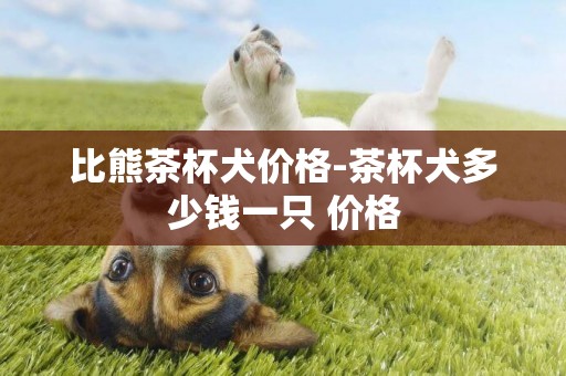 比熊茶杯犬價格-茶杯犬多少錢一只 價格