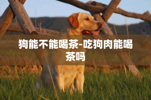 狗能不能喝茶-吃狗肉能喝茶嗎
