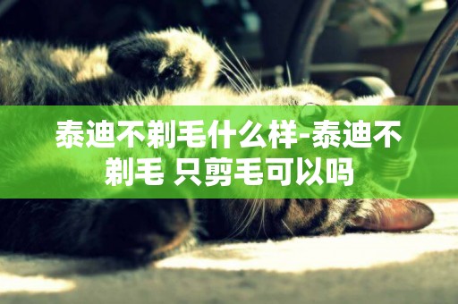 泰迪不剃毛什么樣-泰迪不剃毛 只剪毛可以嗎