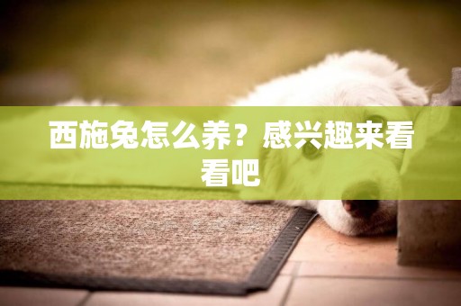 西施兔怎么養？感興趣來看看吧