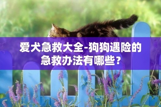 愛犬急救大全-狗狗遇險的急救辦法有哪些？