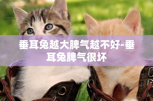 垂耳兔越大脾氣越不好-垂耳兔脾氣很壞