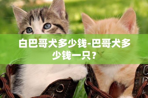 白巴哥犬多少錢-巴哥犬多少錢一只？