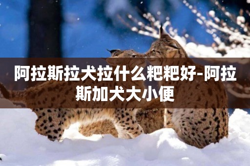 阿拉斯拉犬拉什么粑粑好-阿拉斯加犬大小便