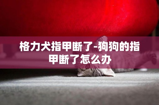 格力犬指甲斷了-狗狗的指甲斷了怎么辦