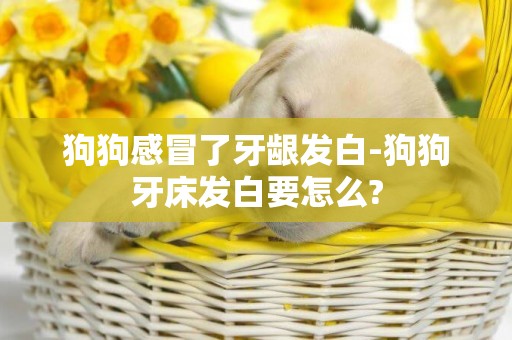 狗狗感冒了牙齦發白-狗狗牙床發白要怎么?