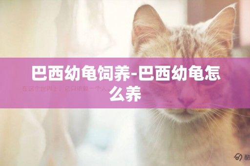 巴西幼龜飼養-巴西幼龜怎么養