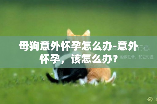 母狗意外懷孕怎么辦-意外懷孕，該怎么辦？
