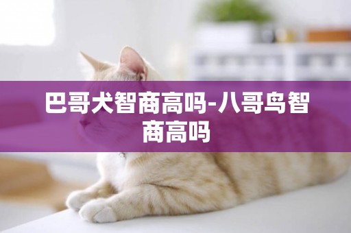 巴哥犬智商高嗎-八哥鳥智商高嗎