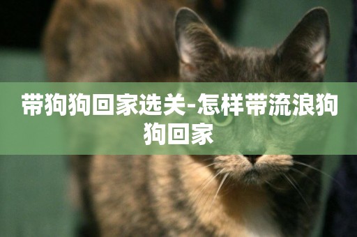 帶狗狗回家選關-怎樣帶流浪狗狗回家
