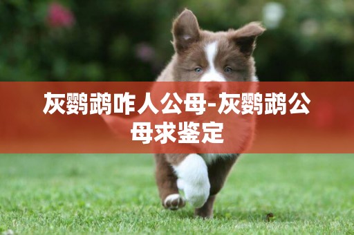 灰鸚鵡咋人公母-灰鸚鵡公母求鑒定