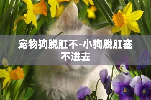 寵物狗脫肛不-小狗脫肛塞不進去