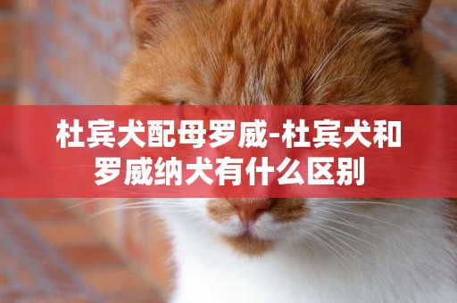 杜賓犬配母羅威-杜賓犬和羅威納犬有什么區別