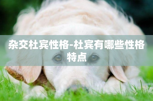 雜交杜賓性格-杜賓有哪些性格特點