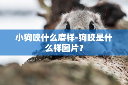 小狗咬什么磨樣-狗咬是什么樣圖片？
