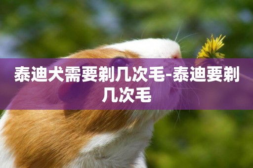 泰迪犬需要剃幾次毛-泰迪要剃幾次毛