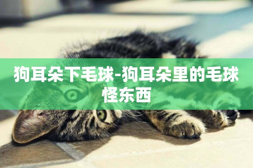 狗耳朵下毛球-狗耳朵里的毛球怪東西