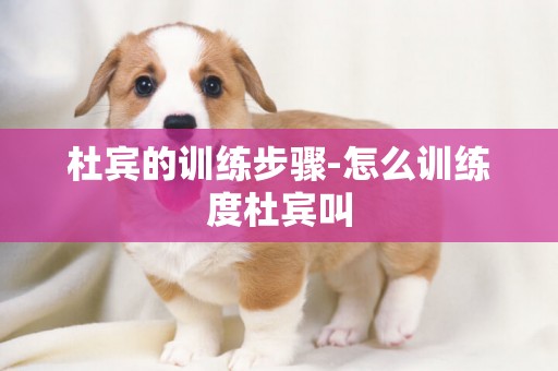杜賓的訓練步驟-怎么訓練度杜賓叫