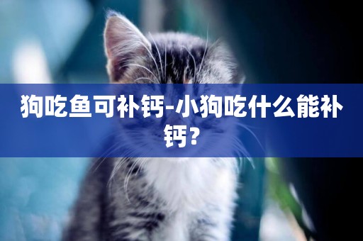 狗吃魚可補鈣-小狗吃什么能補鈣？
