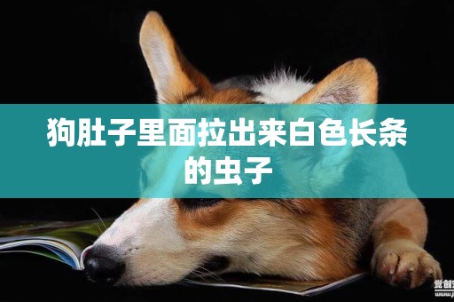 狗肚子里面拉出來白色長條的蟲子