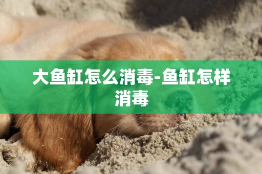 大魚缸怎么消毒-魚缸怎樣消毒