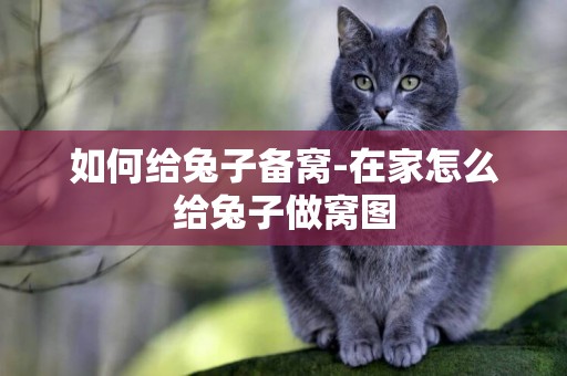 如何給兔子備窩-在家怎么給兔子做窩圖