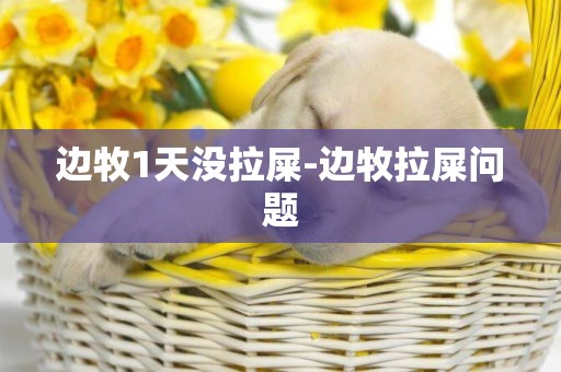 邊牧1天沒拉屎-邊牧拉屎問題