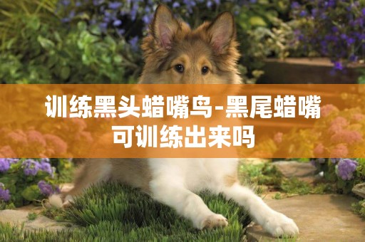 訓練黑頭蠟嘴鳥-黑尾蠟嘴可訓練出來嗎