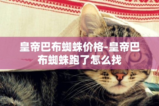 皇帝巴布蜘蛛價格-皇帝巴布蜘蛛跑了怎么找