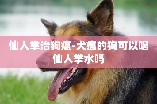 仙人掌治狗瘟-犬瘟的狗可以喝仙人掌水嗎