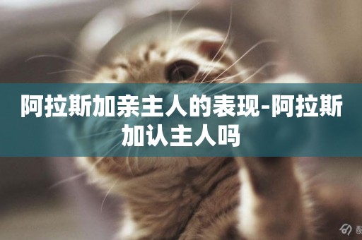 阿拉斯加親主人的表現-阿拉斯加認主人嗎
