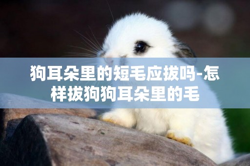 狗耳朵里的短毛應拔嗎-怎樣拔狗狗耳朵里的毛
