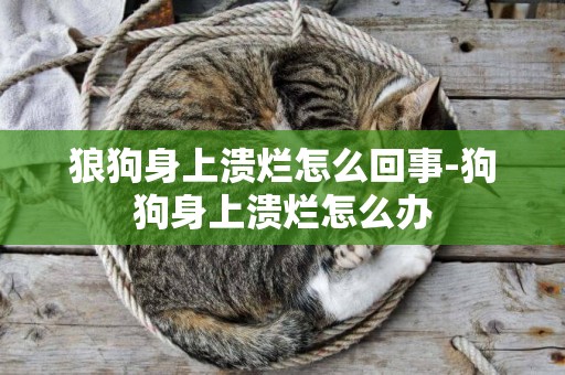 狼狗身上潰爛怎么回事-狗狗身上潰爛怎么辦
