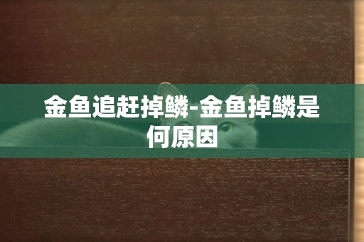 金魚追趕掉鱗-金魚掉鱗是何原因