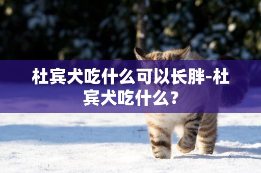 杜賓犬吃什么可以長胖-杜賓犬吃什么？
