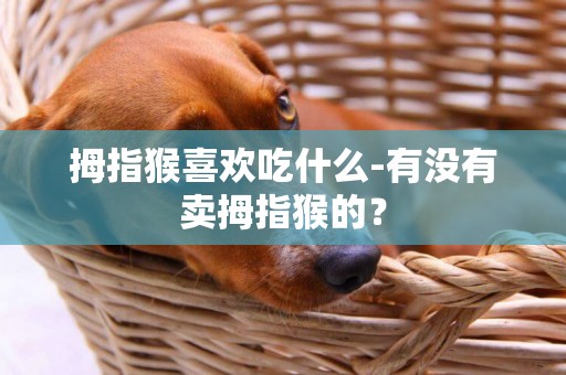 拇指猴喜歡吃什么-有沒有賣拇指猴的？