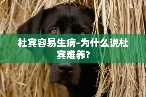 杜賓容易生病-為什么說杜賓難養?