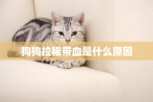 狗狗拉稀帶血是什么原因