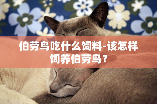 伯勞鳥吃什么飼料-該怎樣飼養伯勞鳥？