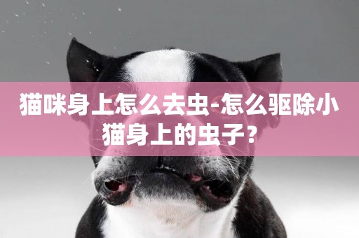 貓咪身上怎么去蟲-怎么驅除小貓身上的蟲子？