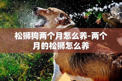 松獅狗兩個月怎么養-兩個月的松獅怎么養