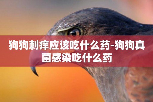狗狗刺癢應該吃什么藥-狗狗真菌感染吃什么藥