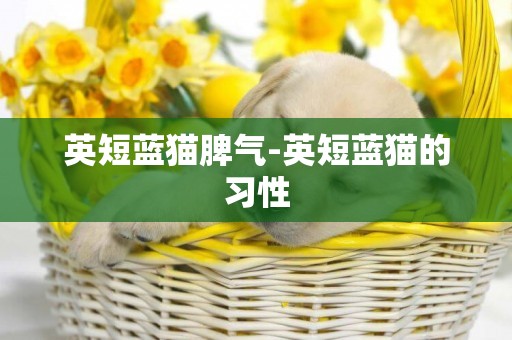 英短藍貓脾氣-英短藍貓的習性