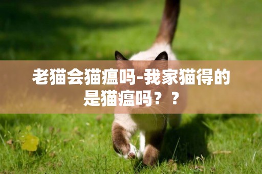 老貓會貓瘟嗎-我家貓得的是貓瘟嗎？？