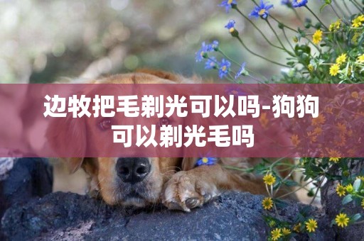 邊牧把毛剃光可以嗎-狗狗可以剃光毛嗎