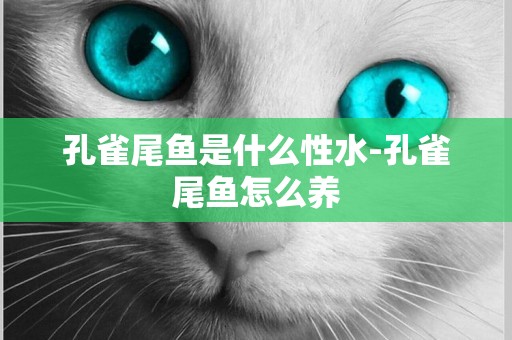 孔雀尾魚是什么性水-孔雀尾魚怎么養